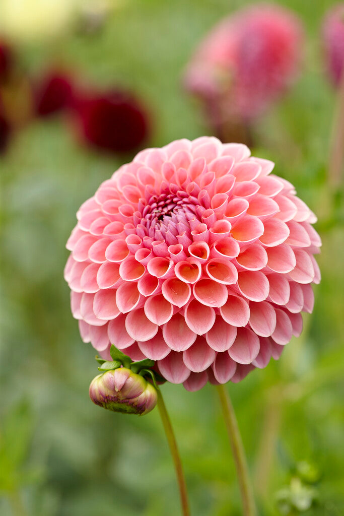 Dahlia Boll Jowey Winnie 1-pack